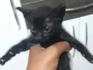 Gato raça vira lata idade Abaixo de 2 meses nome Sem nome