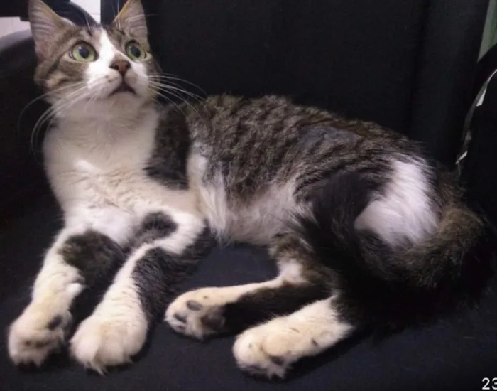 Gato ra a SRD idade 1 ano nome Aparecida 