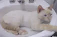 Léo 