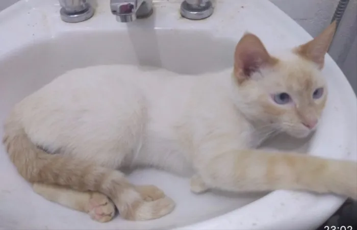 Gato ra a SRD idade 1 ano nome Léo 