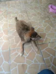 Cacau