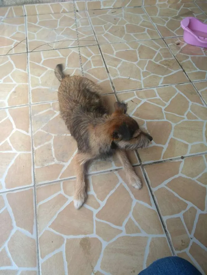 Cachorro ra a Vira lata idade 7 a 11 meses nome Cacau