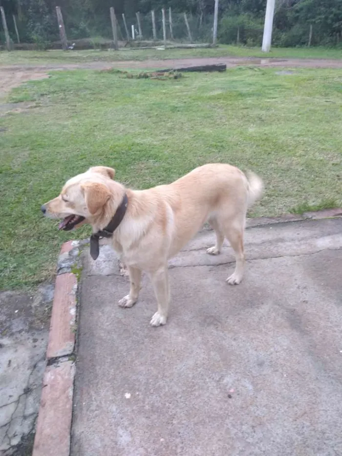 Cachorro ra a Labrador com Spitz idade 3 anos nome Luna