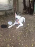 sem nome - achado