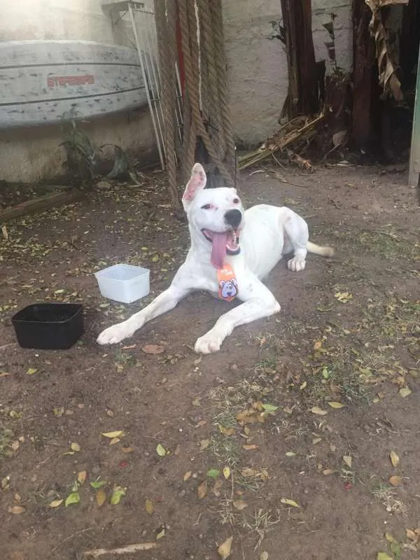 Cachorro ra a Dogo Argentino idade 1 ano nome sem nome - achado