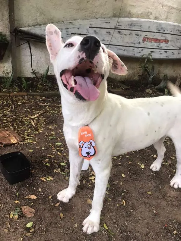 Cachorro ra a Dogo Argentino idade 1 ano nome sem nome - achado