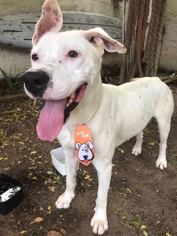 Cachorro ra a Dogo Argentino idade 1 ano nome sem nome - achado