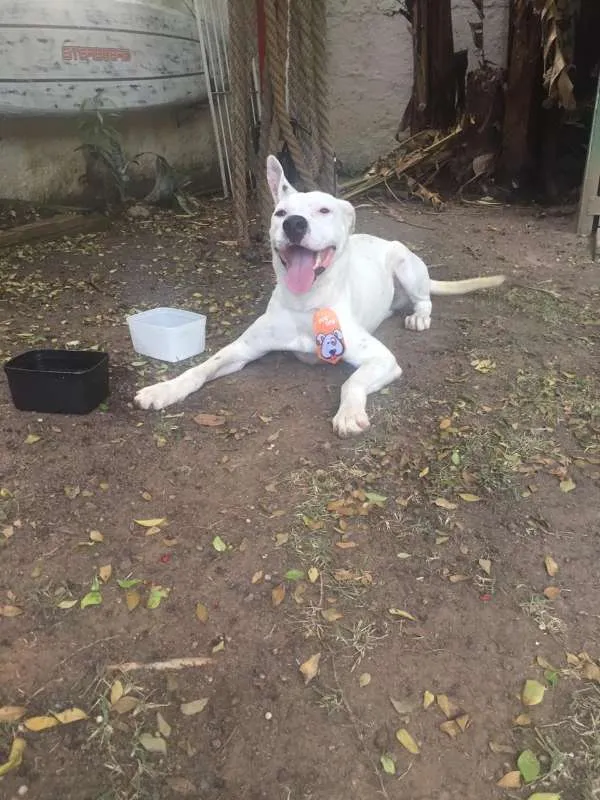 Cachorro ra a Dogo Argentino idade 1 ano nome sem nome - achado