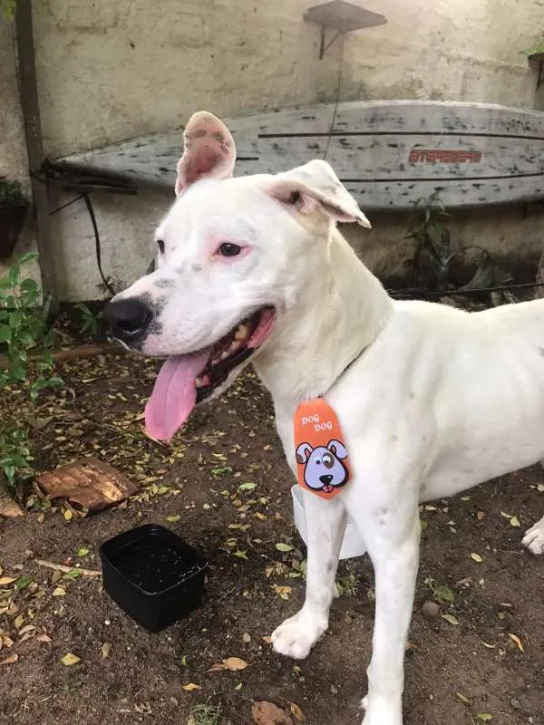 Cachorro ra a Dogo Argentino idade 1 ano nome sem nome - achado