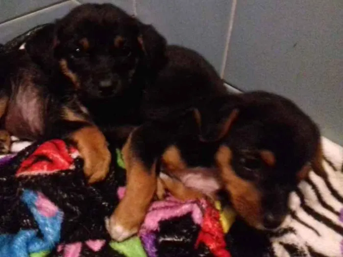 Cachorro raça Srd idade 2 a 6 meses nome Pititicas