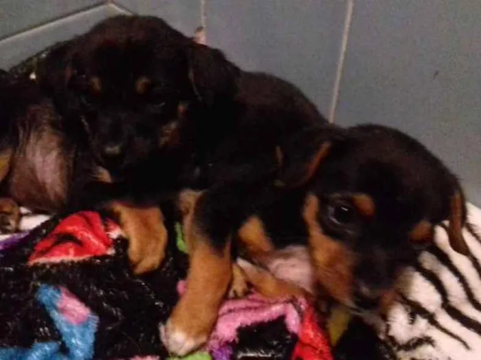 Cachorro raça Srd idade 2 a 6 meses nome Pititicas