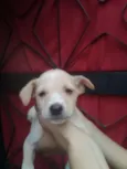 fofinho 