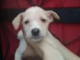 fofinho 