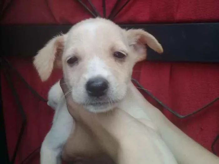 Cachorro raça Vira-lata  idade 2 a 6 meses nome fofinho 
