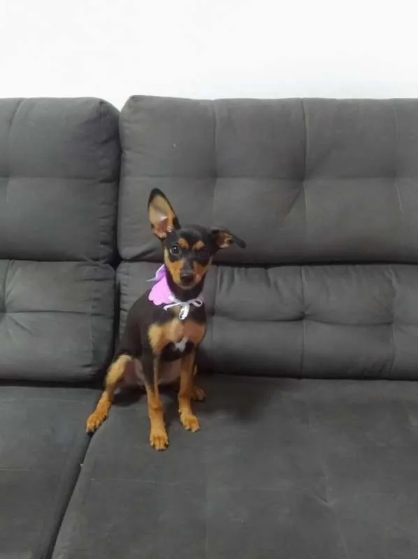 Cachorro raça SRD idade 2 a 6 meses nome Lua