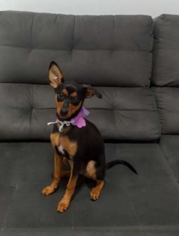 Cachorro raça SRD idade 2 a 6 meses nome Lua