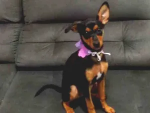 Cachorro raça SRD idade 2 a 6 meses nome Lua