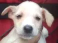 fofinho 