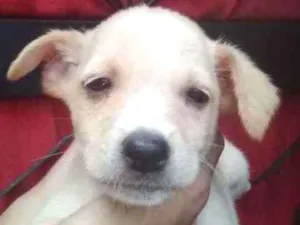 Cachorro raça Vira-lata  idade 2 a 6 meses nome fofinho 