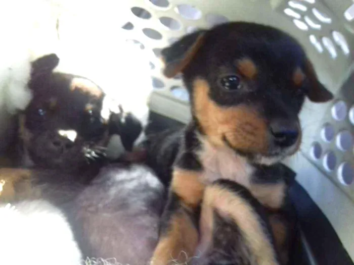 Cachorro raça Srd idade 2 a 6 meses nome Pititicas