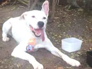 Cachorro raça Dogo Argentino idade 1 ano nome sem nome - achado