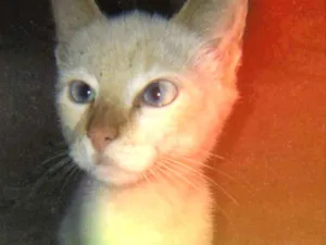 Gato raça N tem idade 7 a 11 meses nome Sisiu