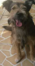 Cacau