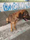 Cachorro raça Pastor alemão c/ vira lata  idade 2 a 6 meses nome Kiara