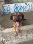 Cachorro raça Pastor alemão c/ vira lata  idade 2 a 6 meses nome Kiara