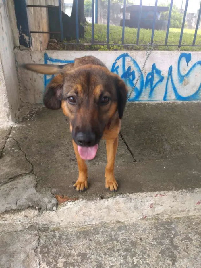 Cachorro raça Pastor alemão c/ vira lata  idade 2 a 6 meses nome Kiara