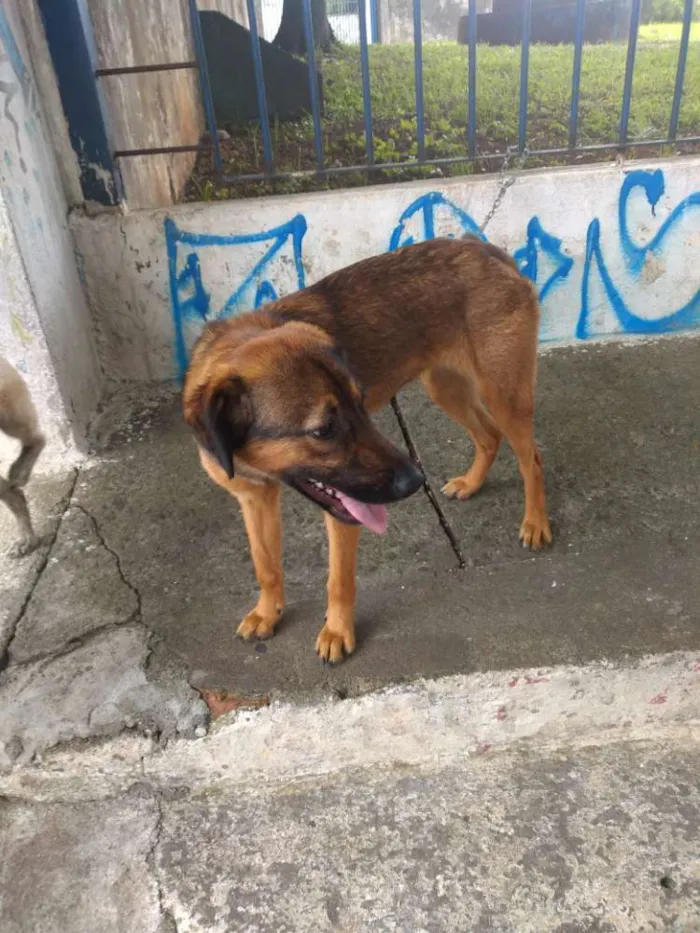 Cachorro raça Pastor alemão c/ vira lata  idade 2 a 6 meses nome Kiara