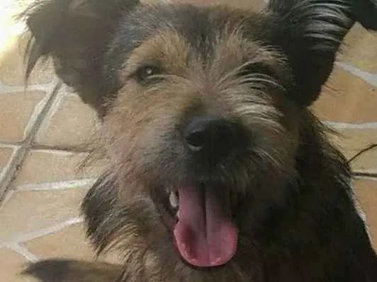 Cachorro ra a Vira lata idade 7 a 11 meses nome Cacau