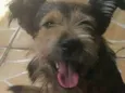 Cacau