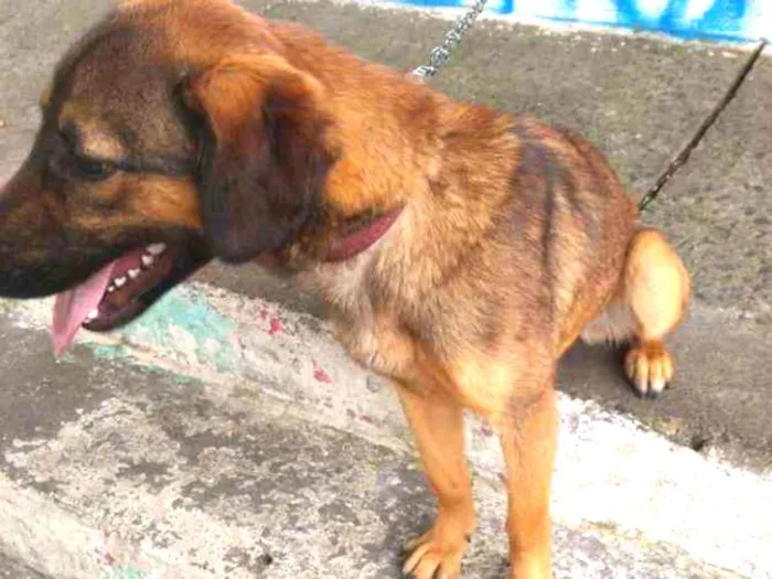 Cachorro raça Pastor alemão c/ vira lata  idade 2 a 6 meses nome Kiara