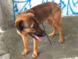 Cachorro raça Pastor alemão c/ vira lata  idade 2 a 6 meses nome Kiara