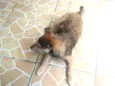 Cacau