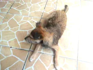 Cachorro raça Vira lata idade 7 a 11 meses nome Cacau