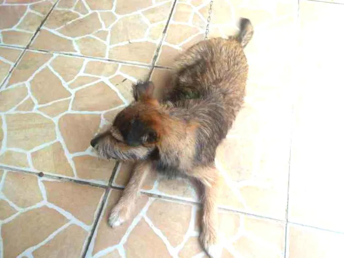 Cachorro ra a Vira lata idade 7 a 11 meses nome Cacau