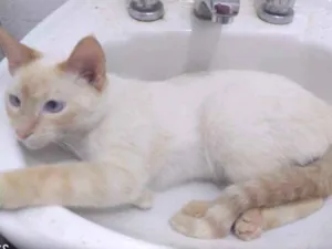 Gato raça SRD idade 1 ano nome Léo 