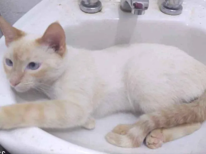 Gato ra a SRD idade 1 ano nome Léo 