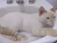 Léo 