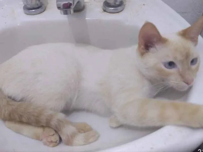 Gato ra a SRD idade 1 ano nome Léo 