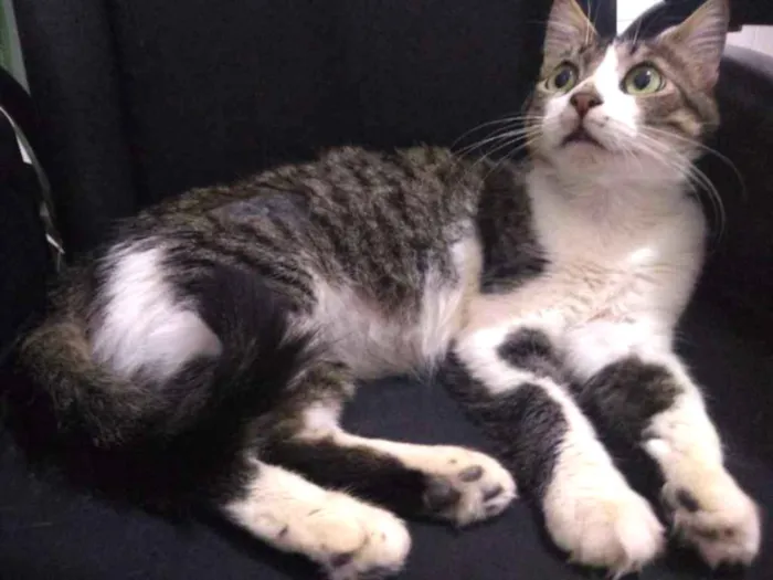 Gato ra a SRD idade 1 ano nome Aparecida 