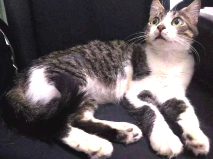 Gato ra a SRD idade 1 ano nome Aparecida 