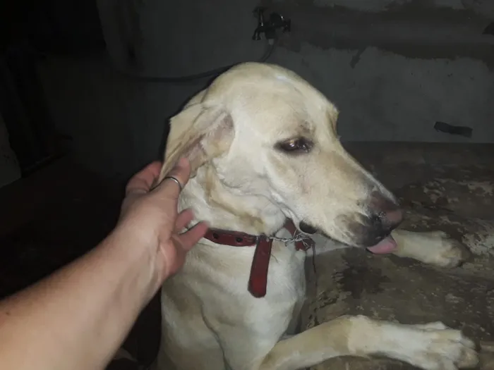 Cachorro ra a mistura de vira lata  lavrador idade 2 anos nome Joe