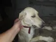 Joe