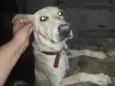 Joe