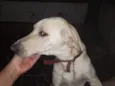 Joe