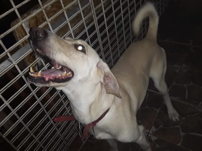 Cachorro ra a mistura de vira lata  lavrador idade 2 anos nome Joe