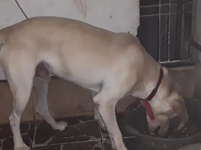 Cachorro ra a mistura de vira lata  lavrador idade 2 anos nome Joe